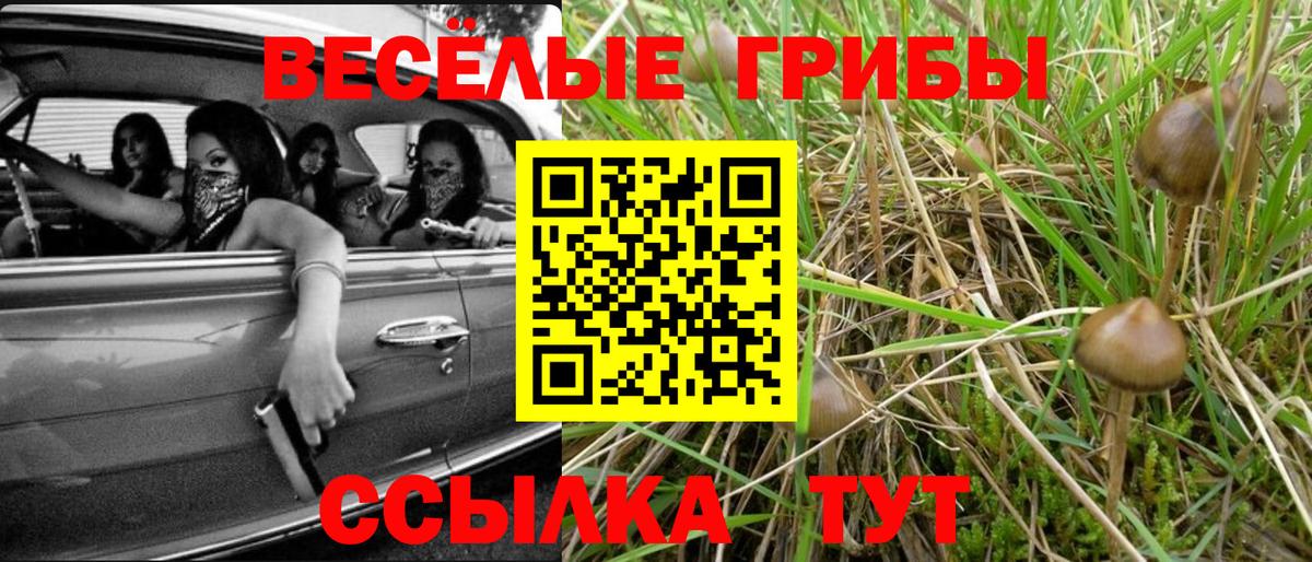 Березники  Псилоцибиновые грибы Cubensis  Вход с VPN 